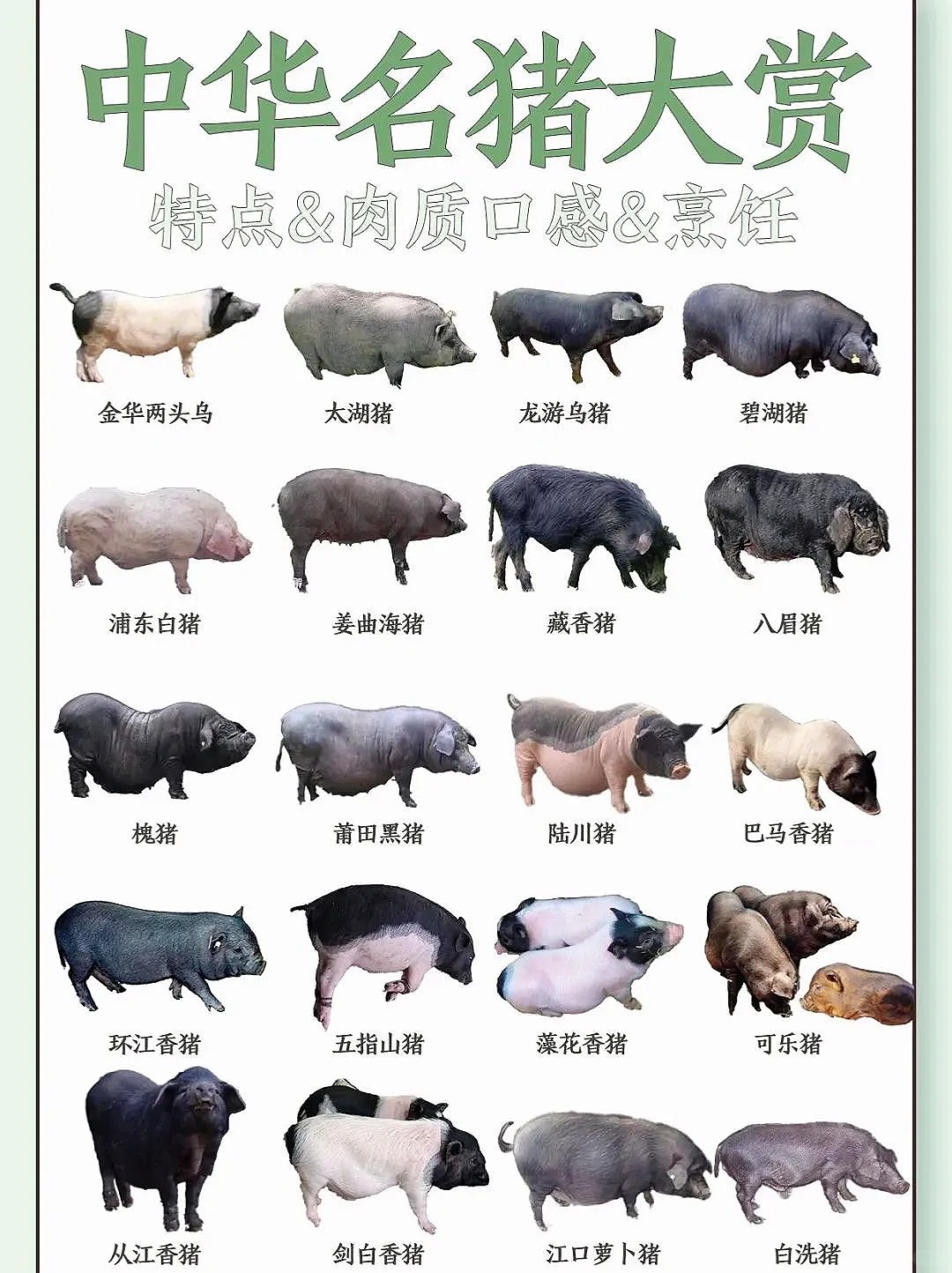 中华猪品种大合集!史上最全！
中华猪品种大合集!史上最全！
南阳黑猪、东海老淮猪