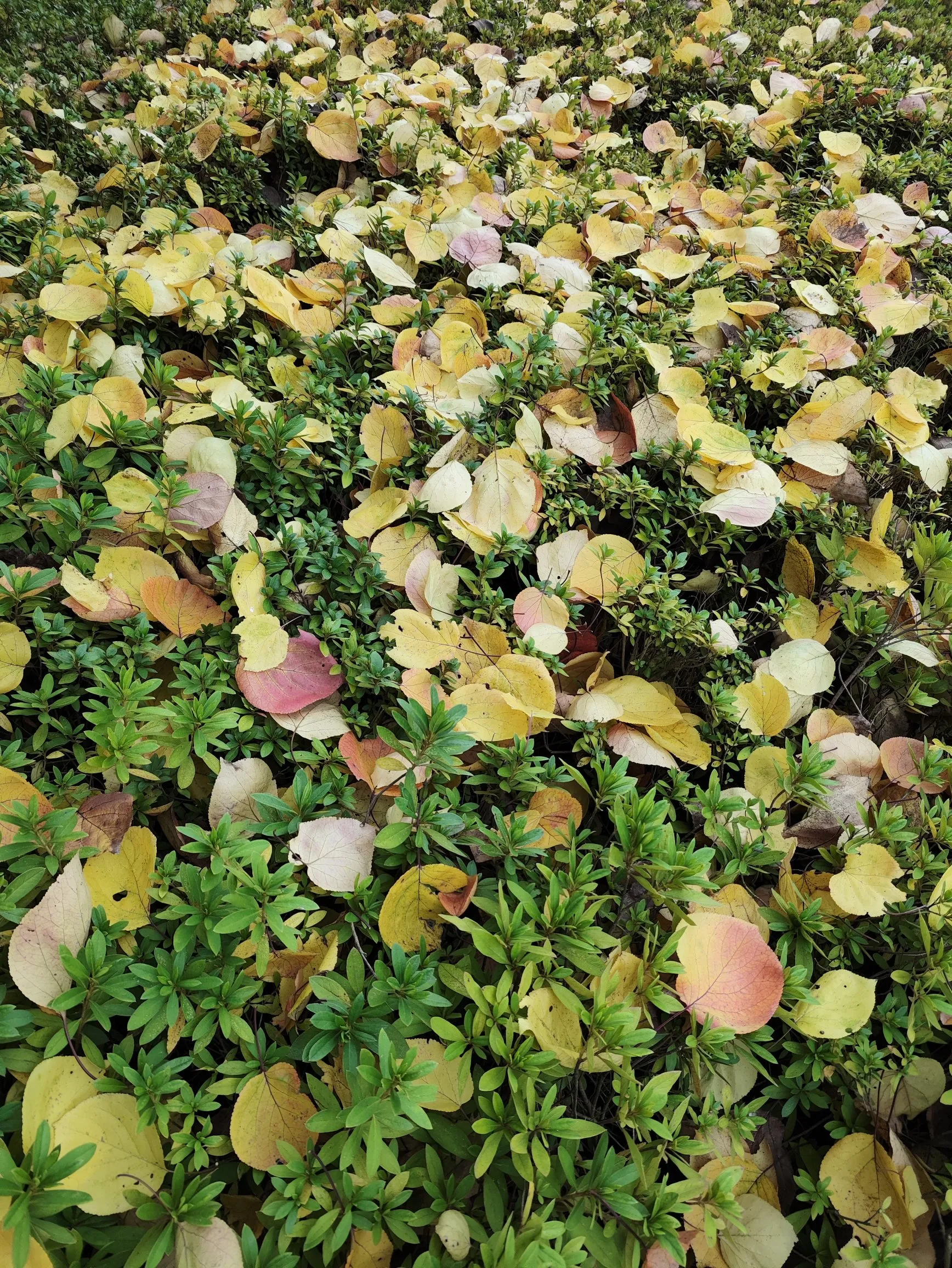 古汉台博物馆很有历史，古树苍天！文物古迹众多！值得一去！