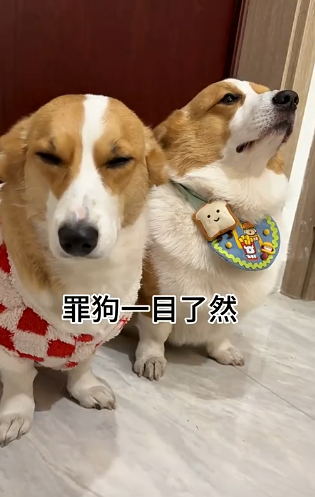 让它体验一下人心的险恶