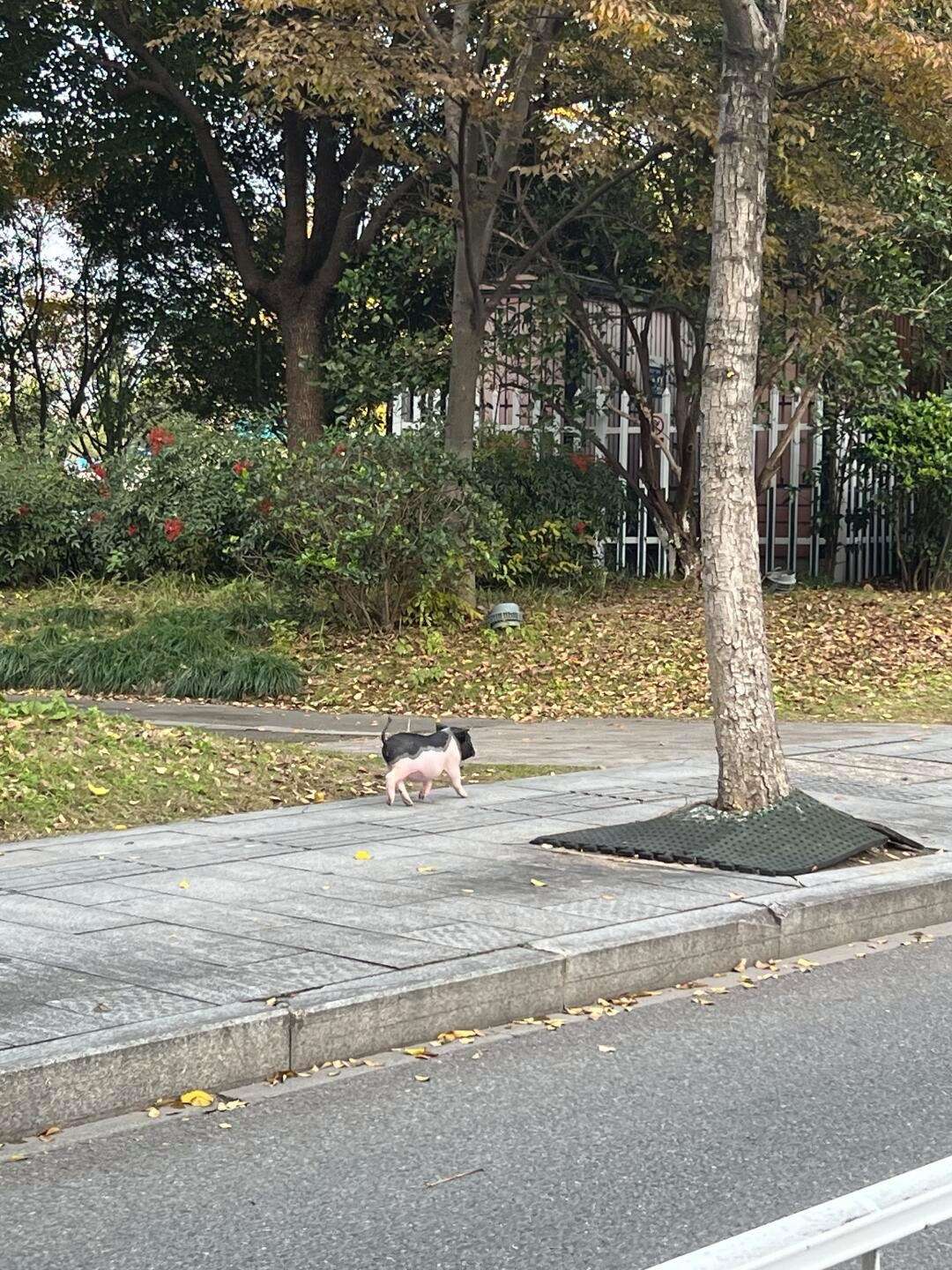 这流浪小香猪还是头一次见！