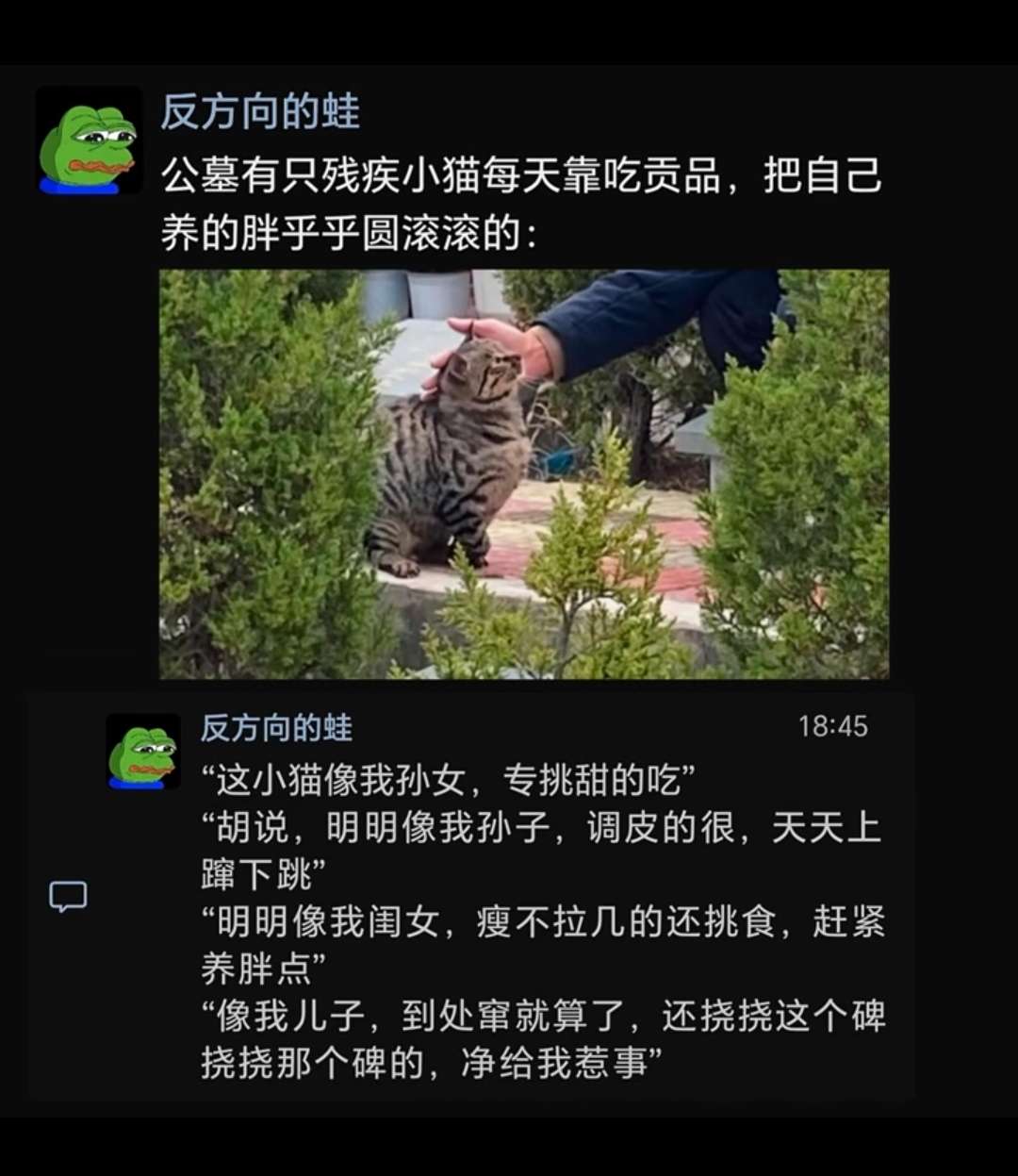 猫咪胖的原因找到了