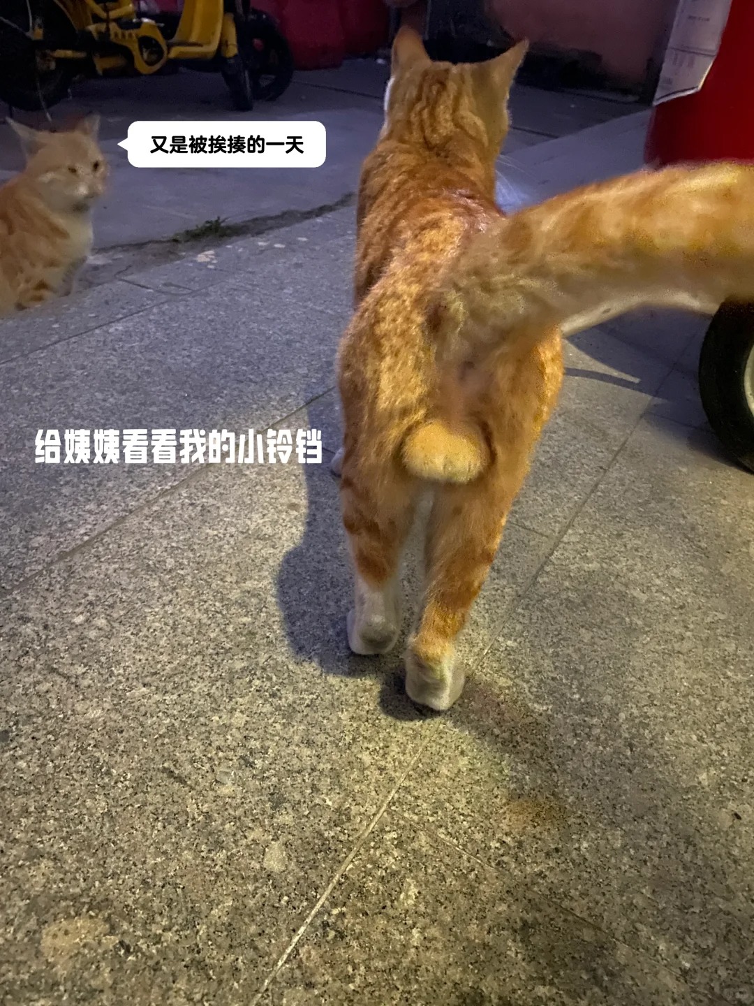巨蛋少年
第一次见猫的巨蛋诶？ 没有玩弄。。只是觉得可爱，
弹了一下。   感谢