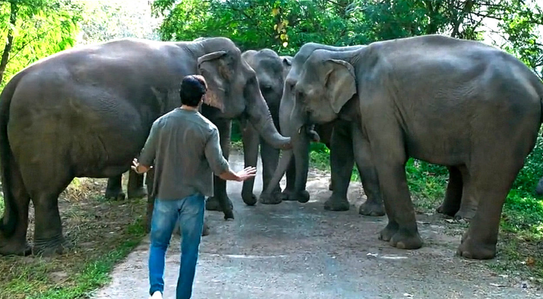 注意：动物拦路，请结善缘