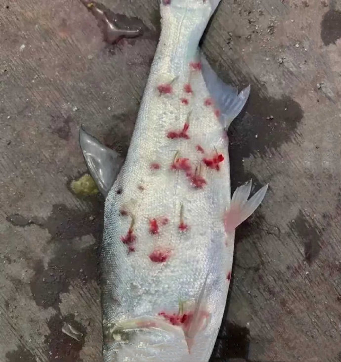 钓鱼钓到的这种鱼能吃吗？ ​​​