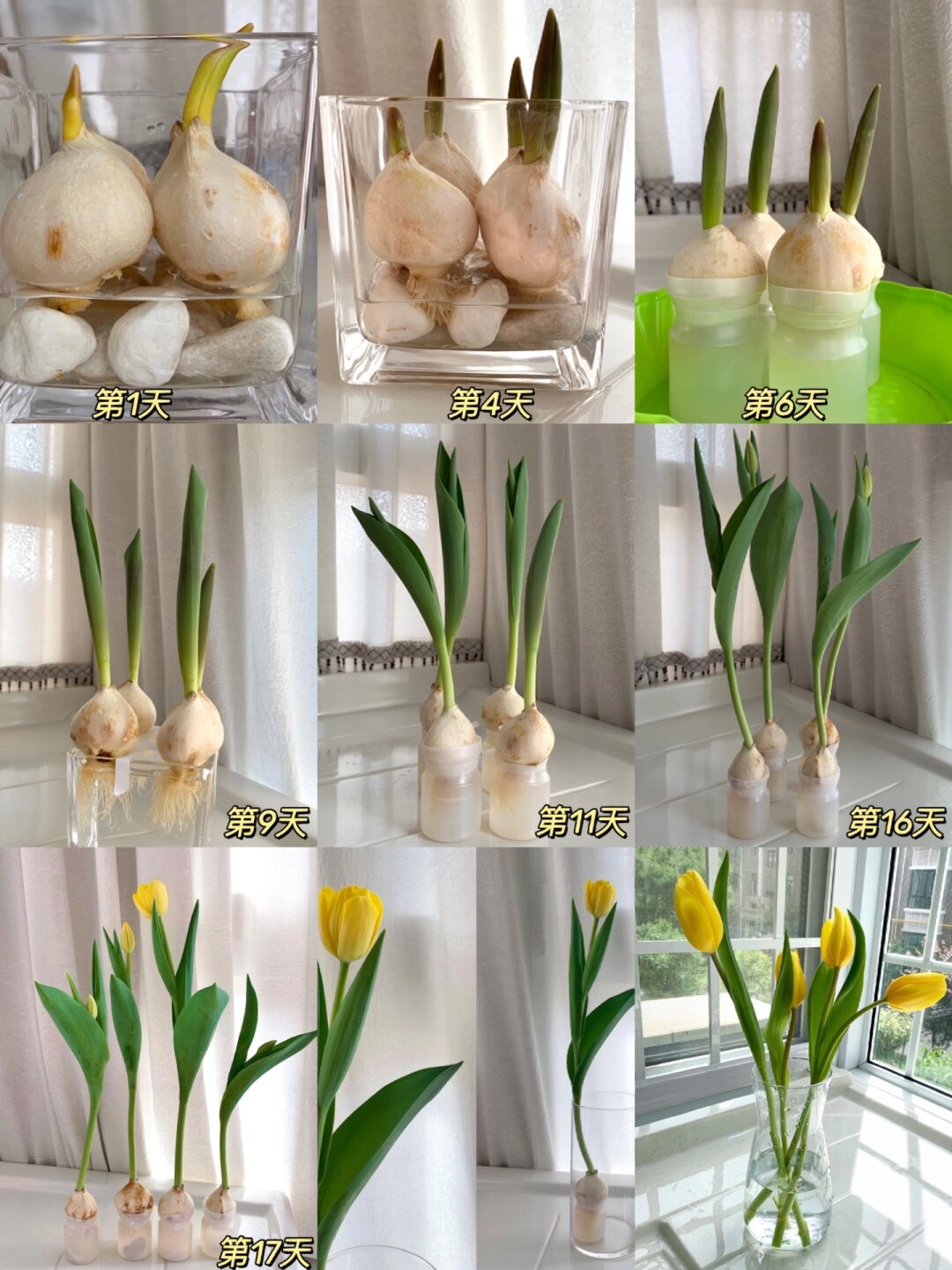 郁金香种植宝典：水培与土培全攻略🌷

嗨，亲爱的花友们！👋 今天，我要和大家