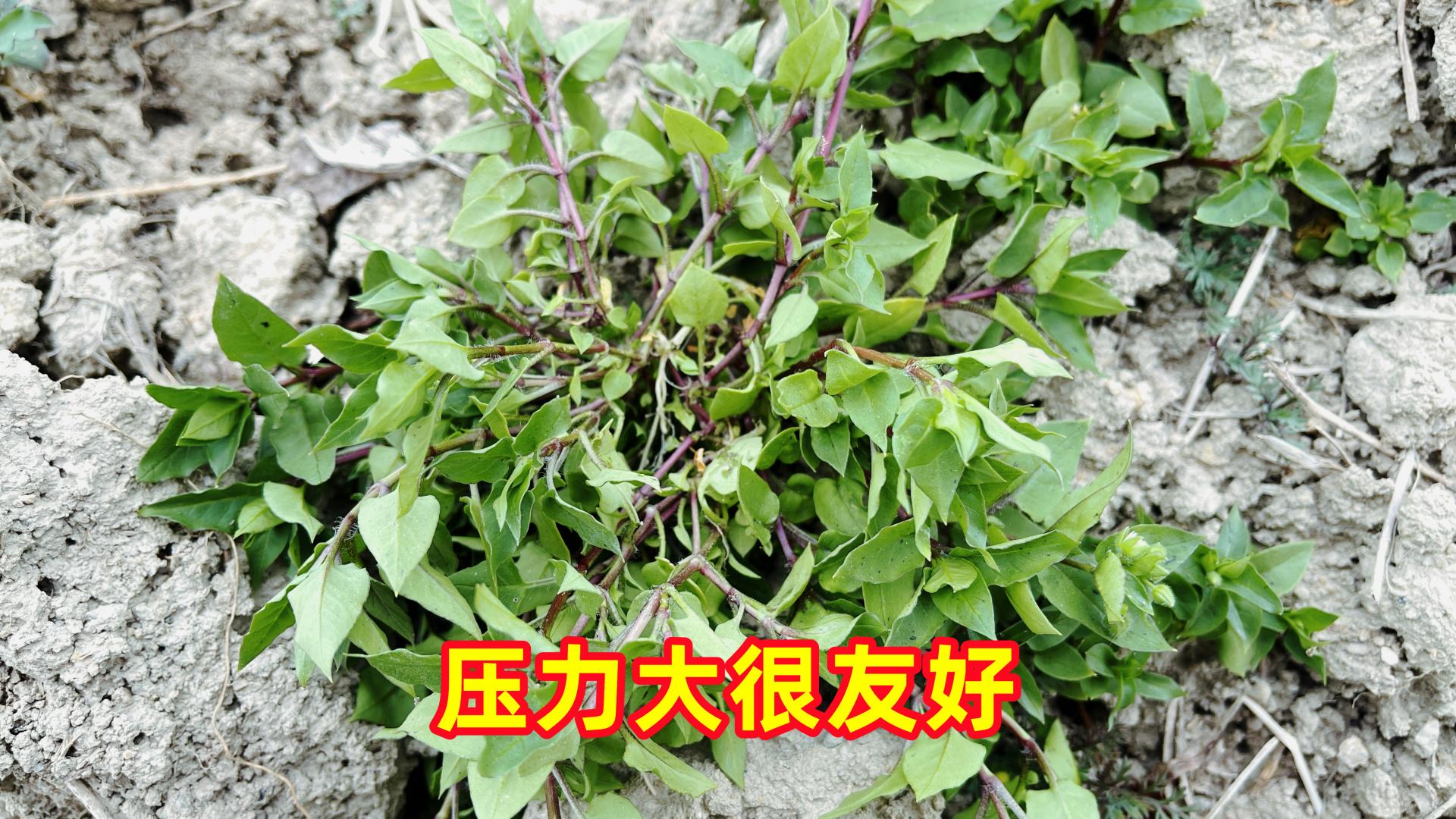 小时候拿来喂二师兄的野草，原来还是美味的野菜，你吃过这野菜吗