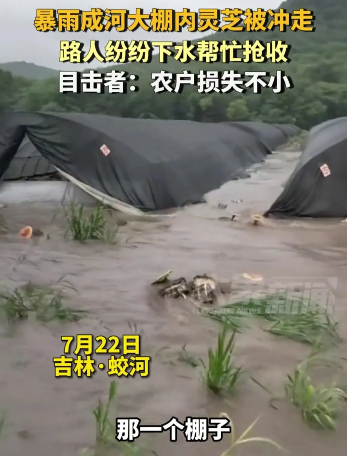 暴雨中的温情救援！路人携手抢收大棚灵芝

 近日，江苏某地突遭暴雨侵袭，灵芝种植