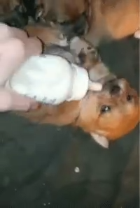 狗子太可怜了