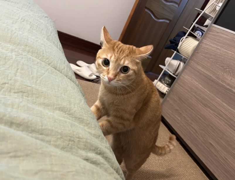 猫咪的奇葩行为