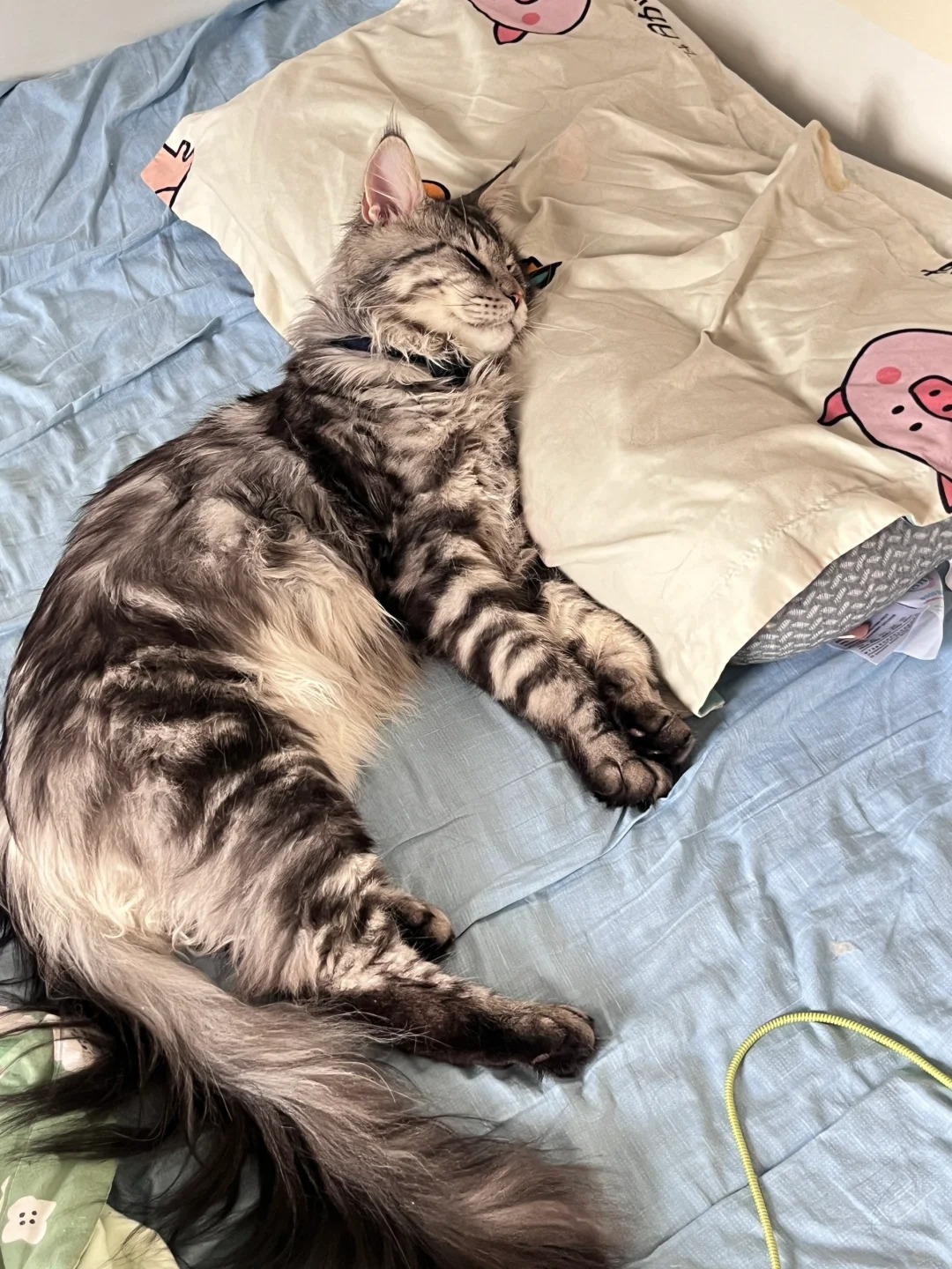 有的小猫，能躺着绝不坐着
