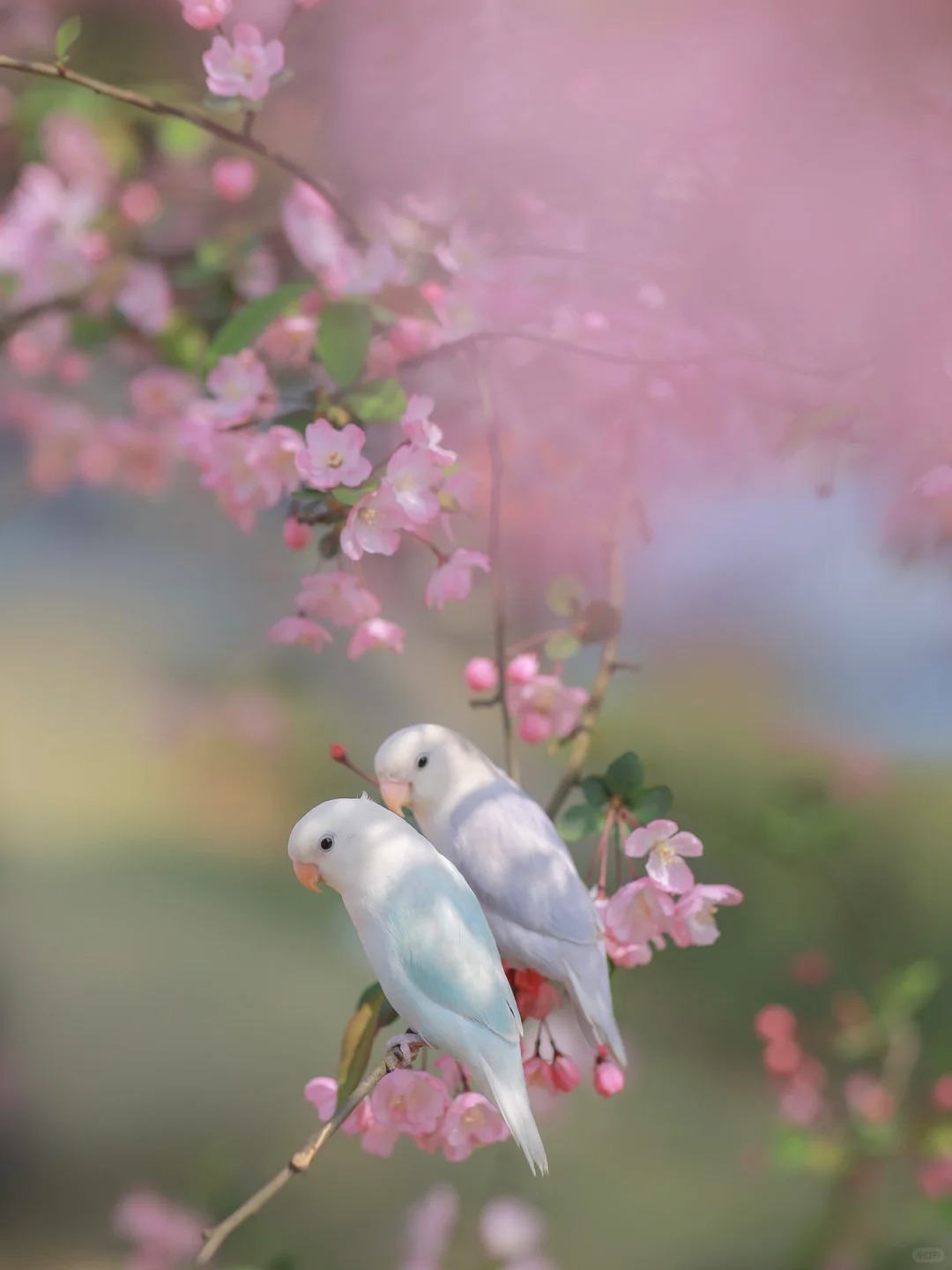 一只牡丹压海棠，哦不..两只..
一只松依莎一只紫薰
他们的颜色和海棠好搭
春天