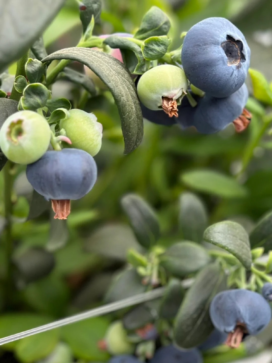 甜脆花香蓝莓，真的太脆了❗️
L25蓝莓是口感最最多样的云南蓝莓品种，它真的很饱