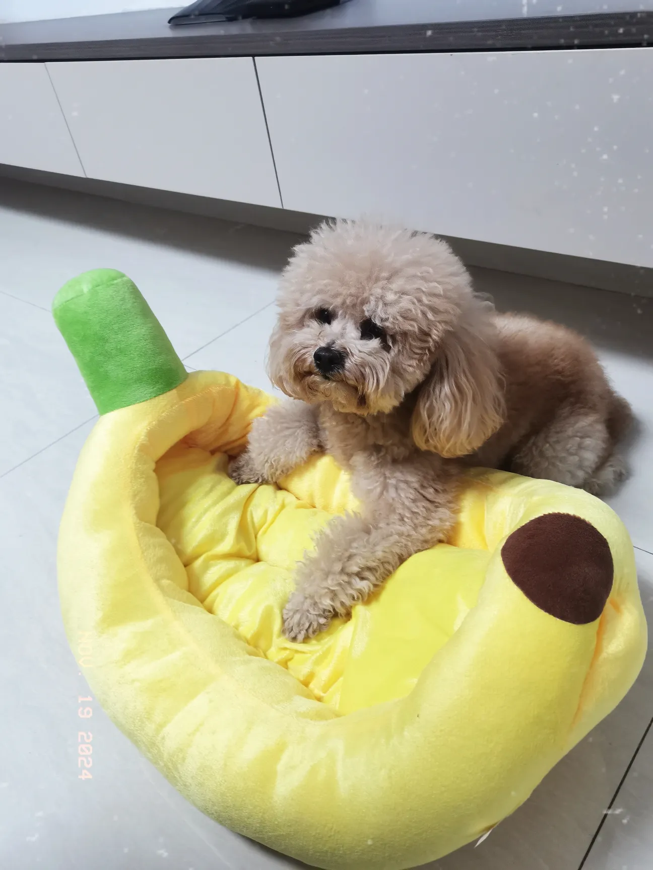 狗子的护食特性又显露出来了