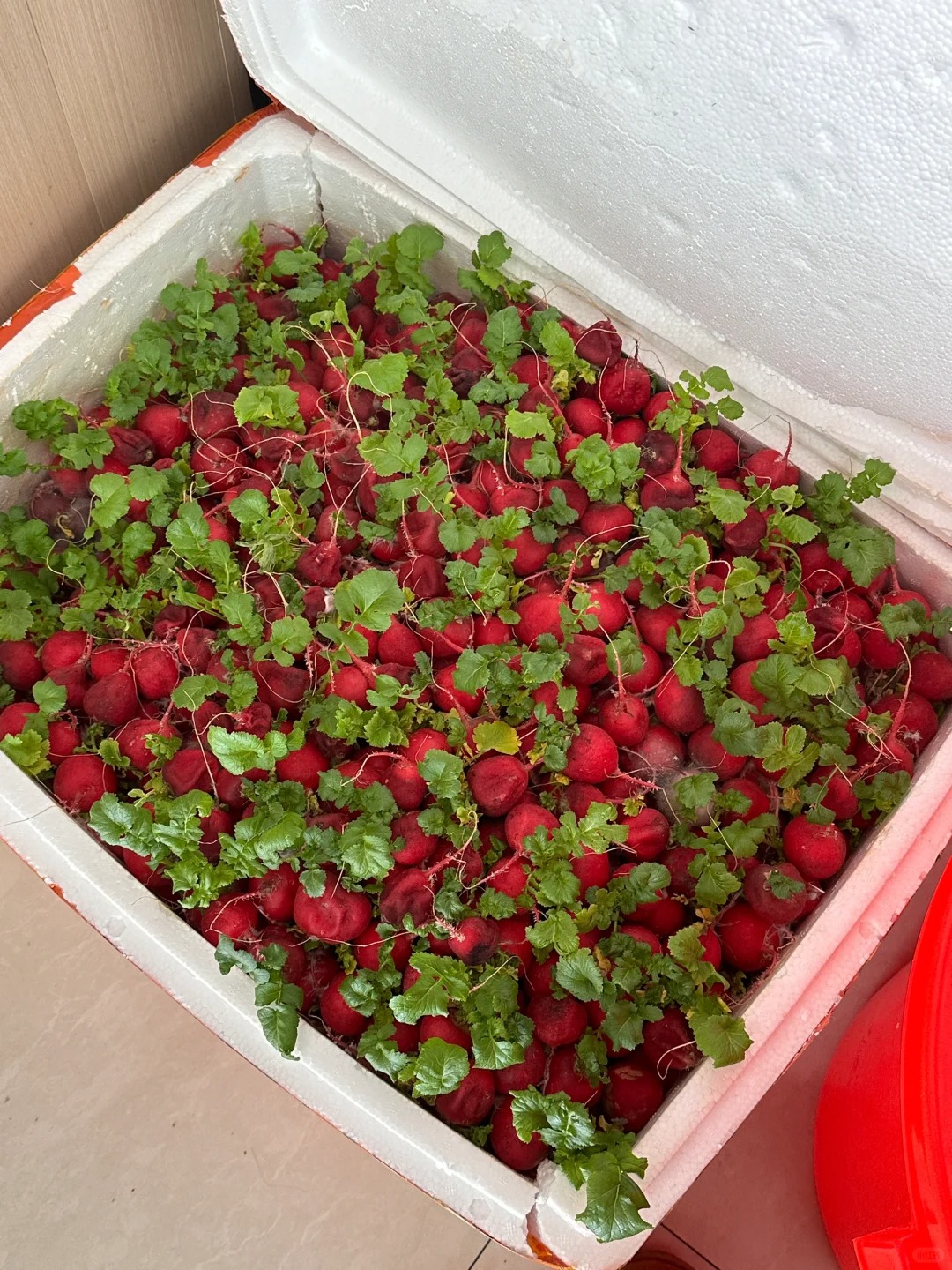 放假回来，我的樱桃萝卜都春天啦🌱
发芽🌱的萝卜泡不了，扔掉好可惜
可能骨子里