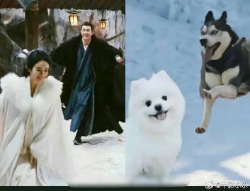 没想到哈士奇追博美是与凤行大结局