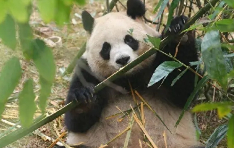 倒反天罡？近日，8岁男孩被成都大熊猫基地终身禁止入园，就因为往熊猫活动区扔了个玩