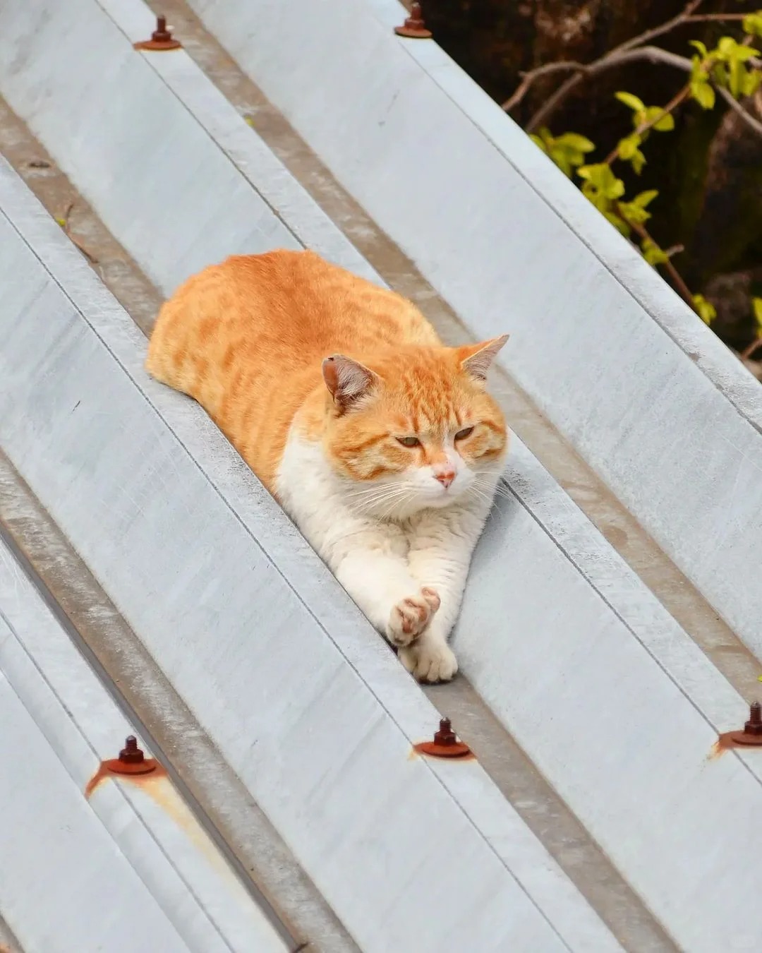它只是一只无忧无虑的猫猫而已
