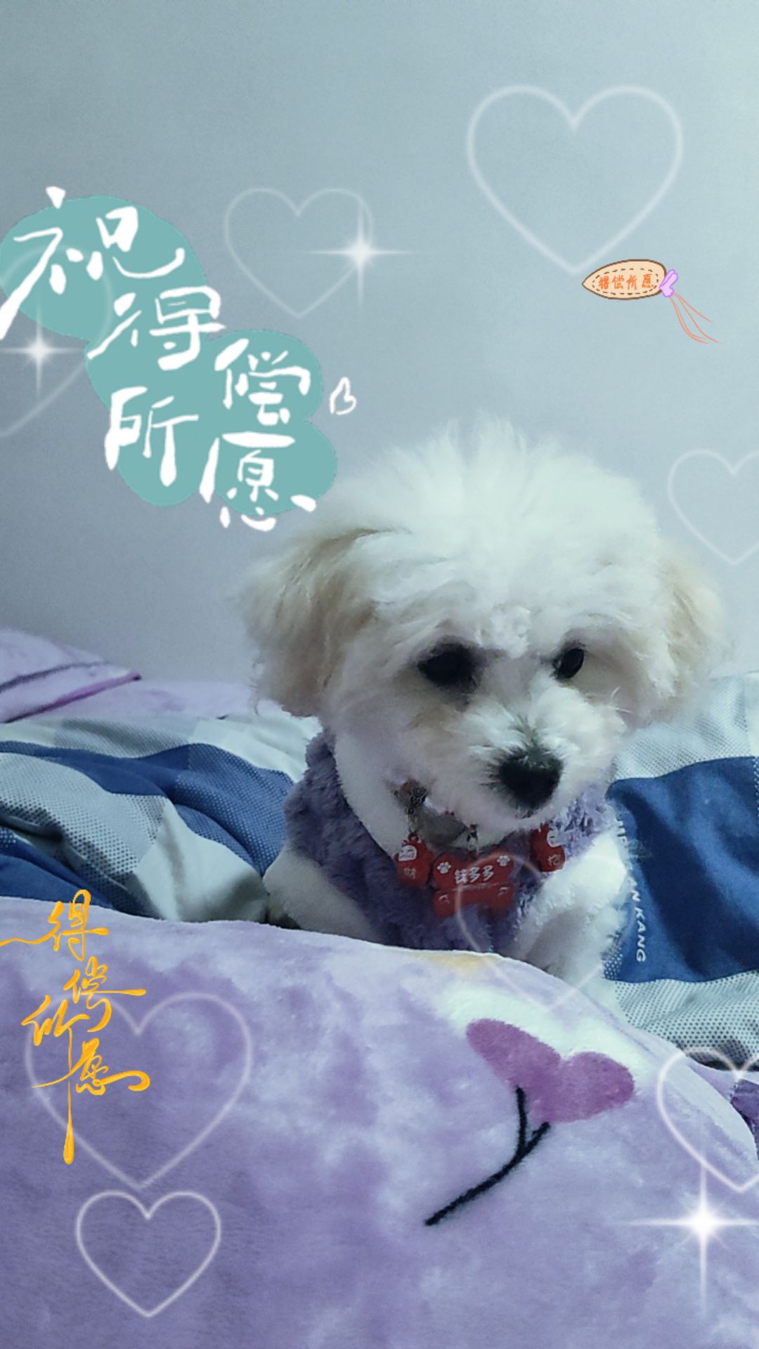 谁家小狗像个小宝宝