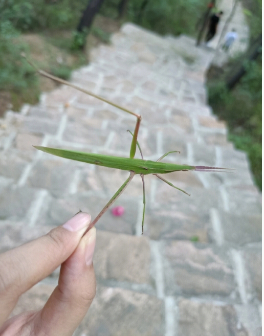 知道这是什么吗