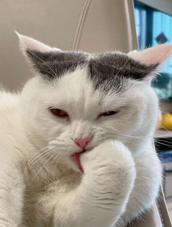 猫的三分讥笑四分性感，五分油腻和漫不经心，咱就是说，这是抵抗不了的极致诱惑！