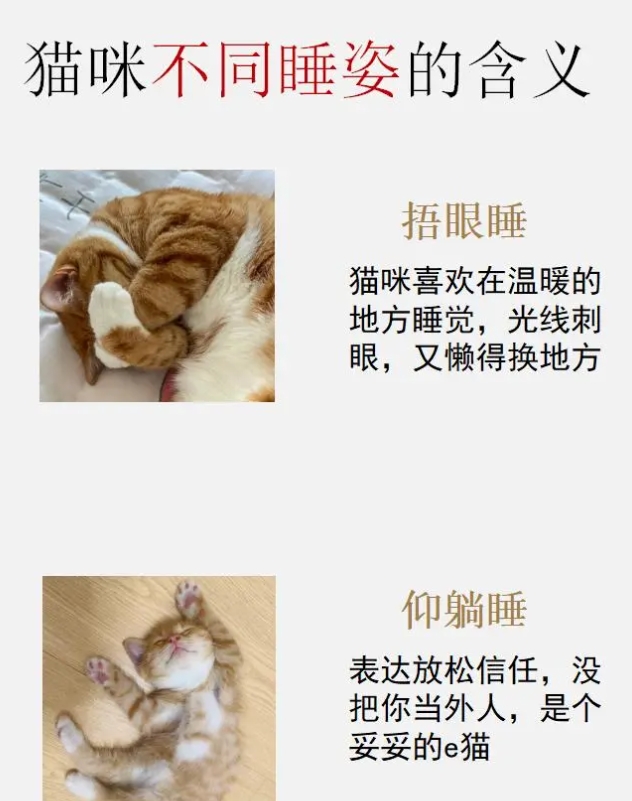 猫咪的睡姿大揭秘，你get了吗？

你们有没有注意到你家毛球睡觉时的那些奇特姿势
