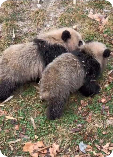 为啥这两只大熊猫幼崽脏兮兮的啊？