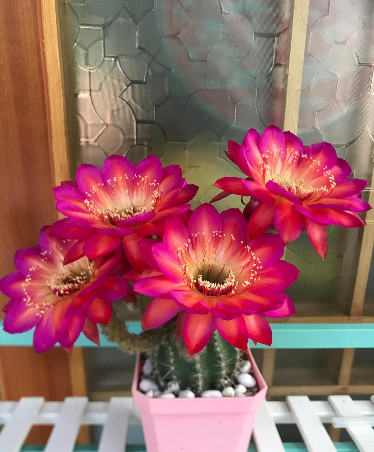 






 春季来了，正是适合养仙人球的季节，给大家介绍几种一年能开很多次花