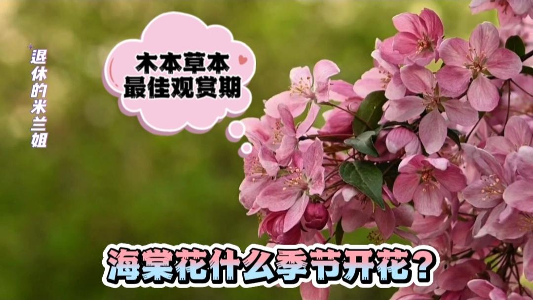 海棠花什么季节开花？木本草本各不相同，把握最佳观赏期#养花小知识 ##花卉绿植