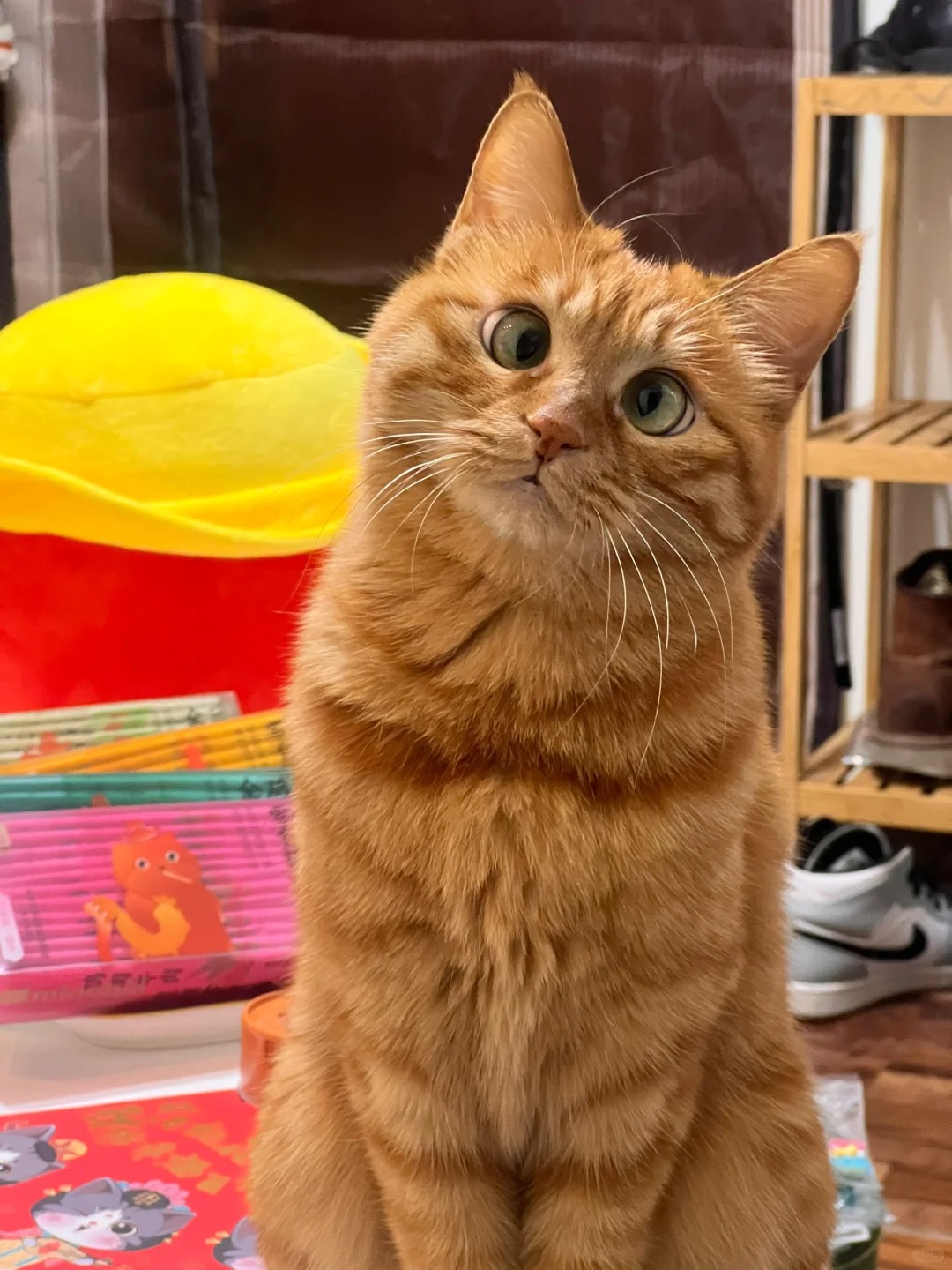 👀过度思考
来自失焦小猫咪的祝福：ee们过年好呀❤️
