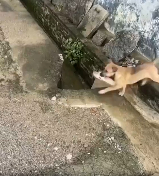 我能笑一天