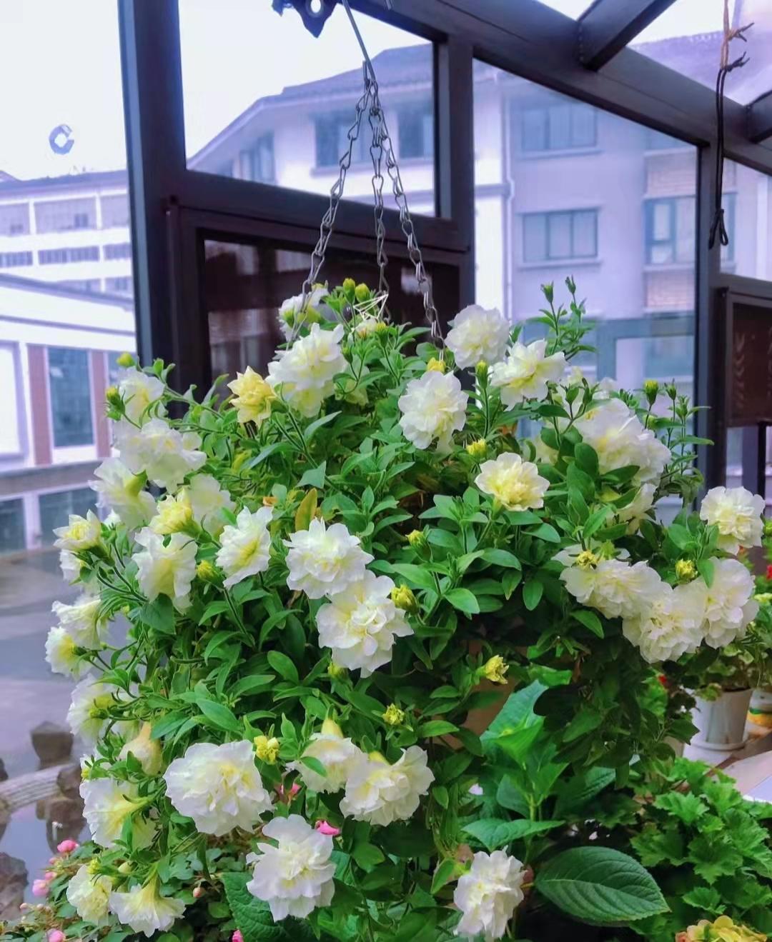 4种花是“养小不养老”的典型，该扔就扔