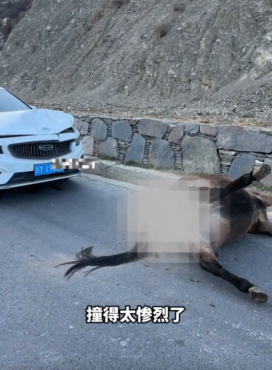 四川，一私家车国道行驶时与马匹相撞，马儿当场死亡，马主人要求索赔3万块，保险公司