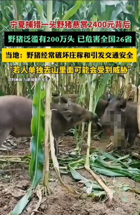武松来了都摇头！宁夏，当地因为野猪泛滥，有关管理部门发布通告，允许捕猎300头野