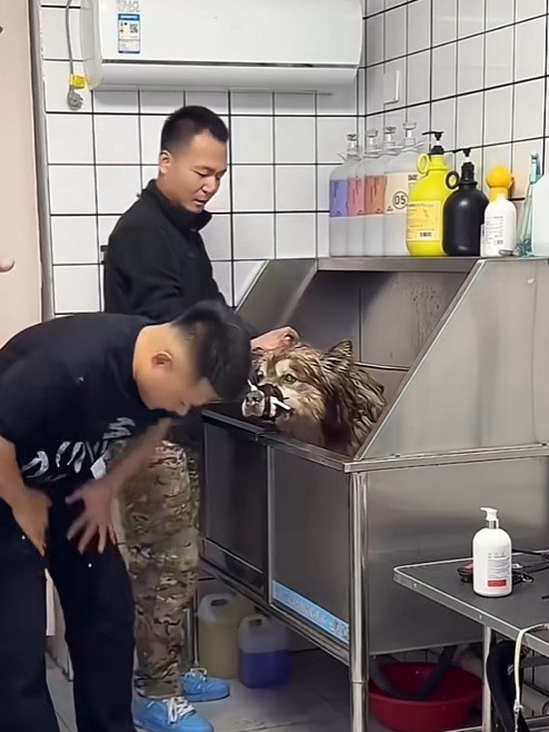 主人带着阿拉斯加犬“艾特”回家了，这事儿闹得沸沸扬扬，不少人心里都挺不是滋味儿的