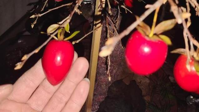 其他红果植物做成盆景能超越金弹子吗？进来讨论一下