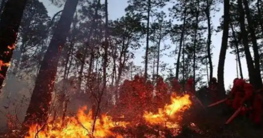 太自私了！大妈为捡塑料瓶竟放火烧山