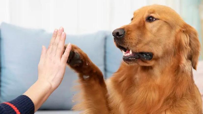 狗狗用爪子“扒拉”主人，其实是想告诉你这9件事