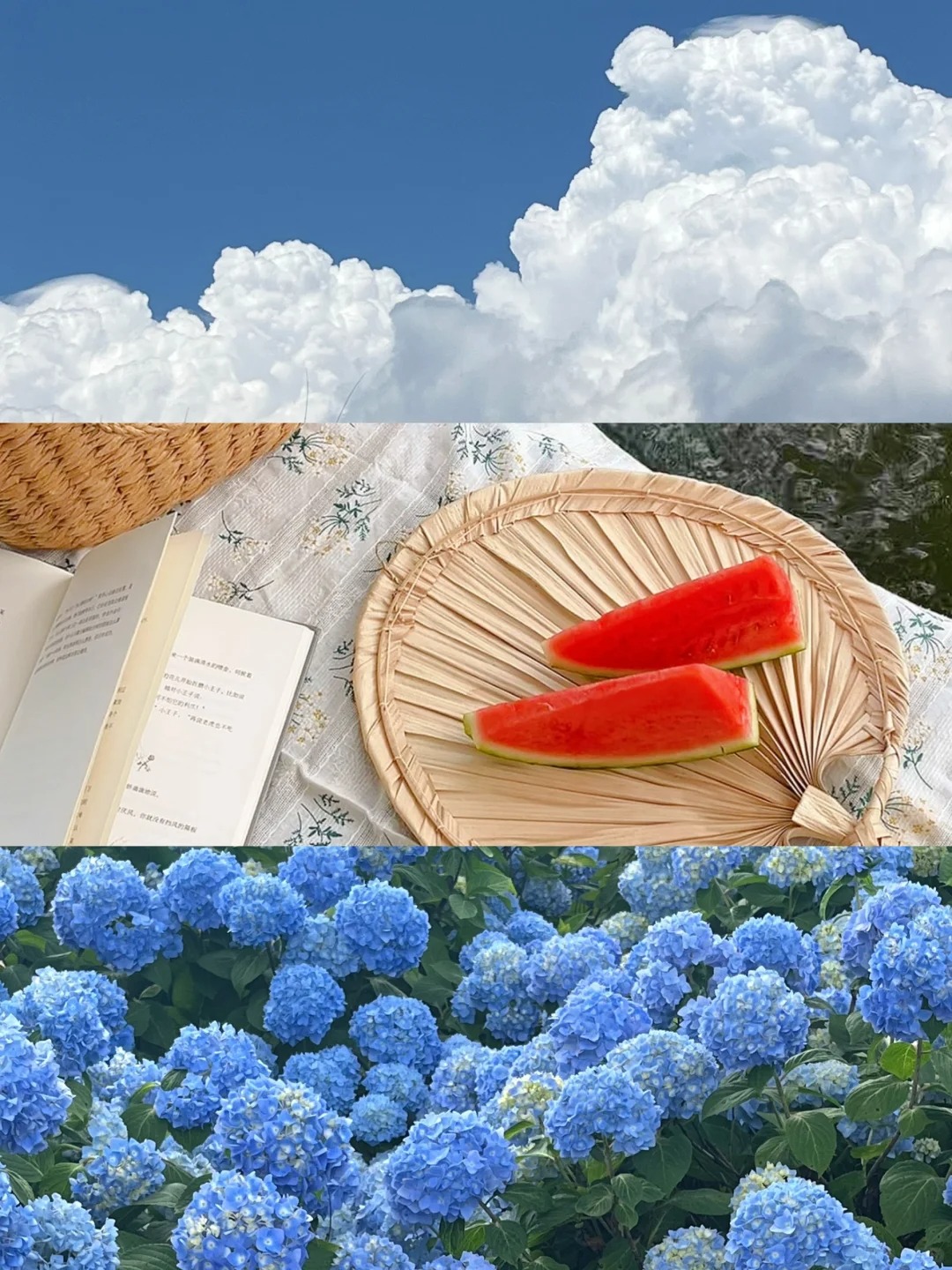 live｜夏日入侵
夏天是西瓜、白云、烟花。
绣球应该也是夏日入侵的隐喻。