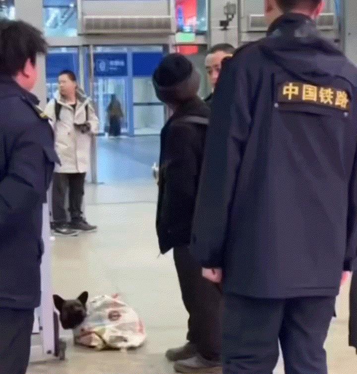 春节返程，一大爷用蛇皮袋背着狗子准备乘坐高铁回家，不料在准备入站就被工作人员拦下