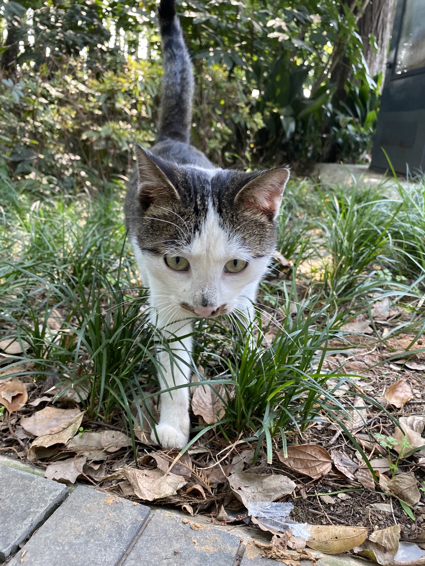 大鸡肉肠和猫饭是它们的最爱