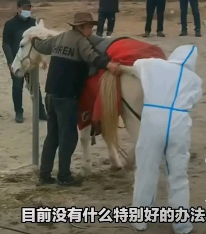 马主人把1万元奖金捐给了养老院，现在他的马也没有了！下水救人后白马发烧了，主人给