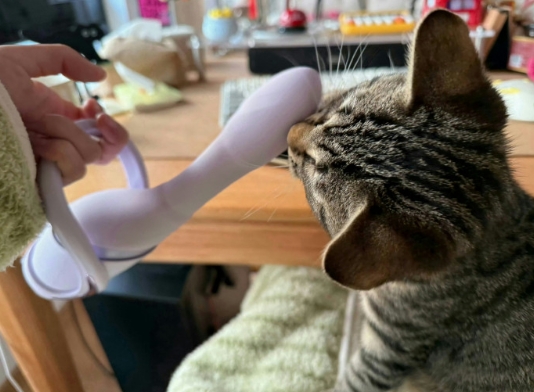 给猫咪买个新玩具怎么样