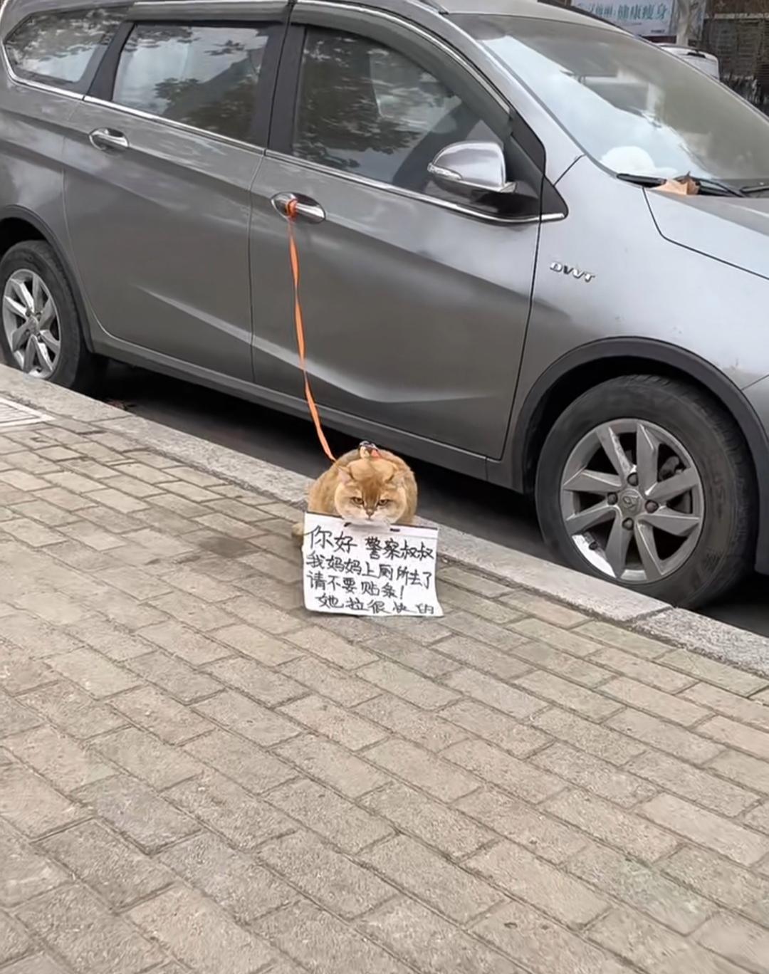 今日趣闻：出去办事的时候，我看到有只猫蹲在车旁边。这猫脖子上挂了个牌子，我好奇地
