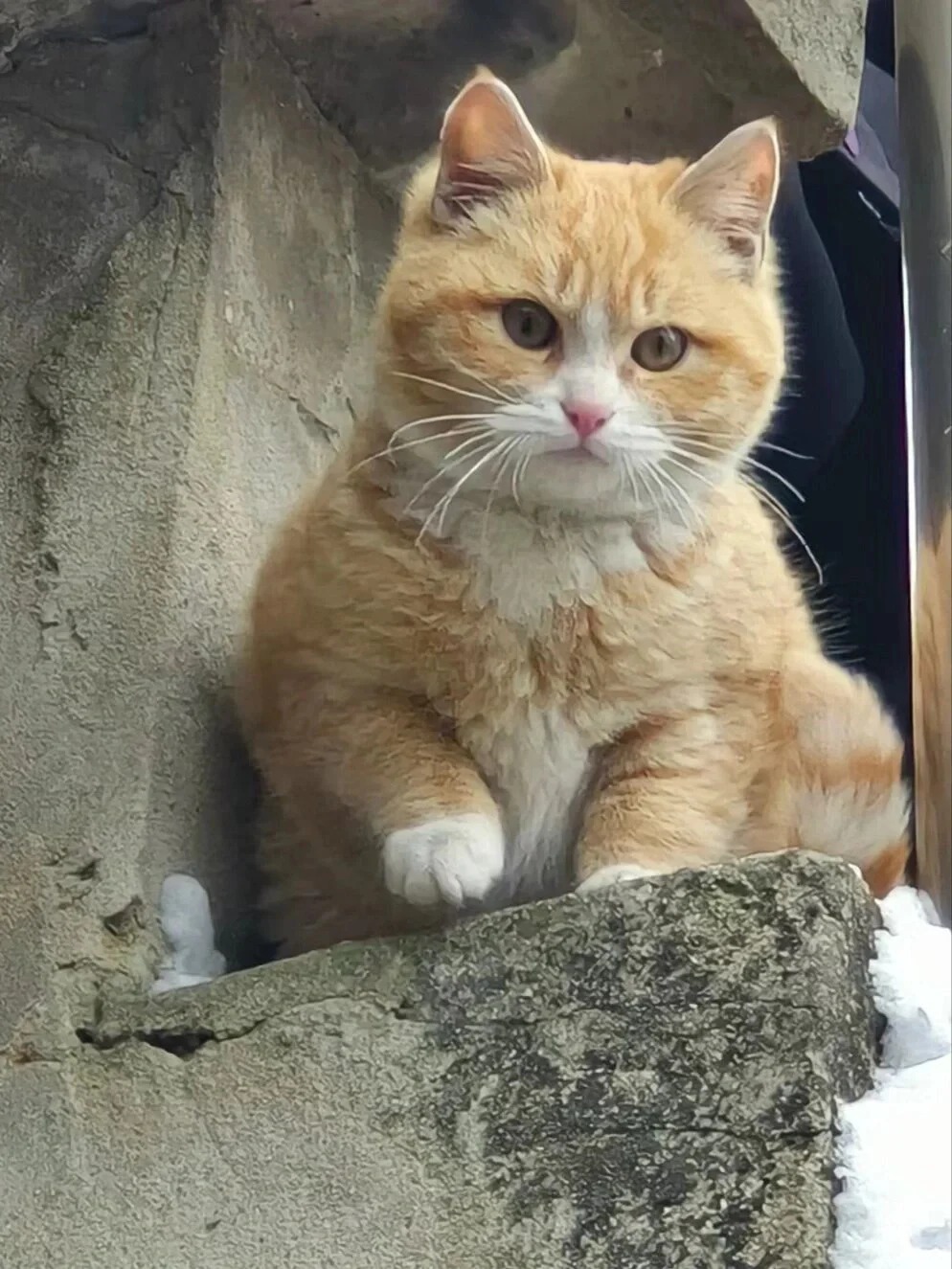 我没有橘猫，想看看大家的橘猫！！！
橘猫尊嘟好可爱啊！！
真的好喜欢！
我自己没