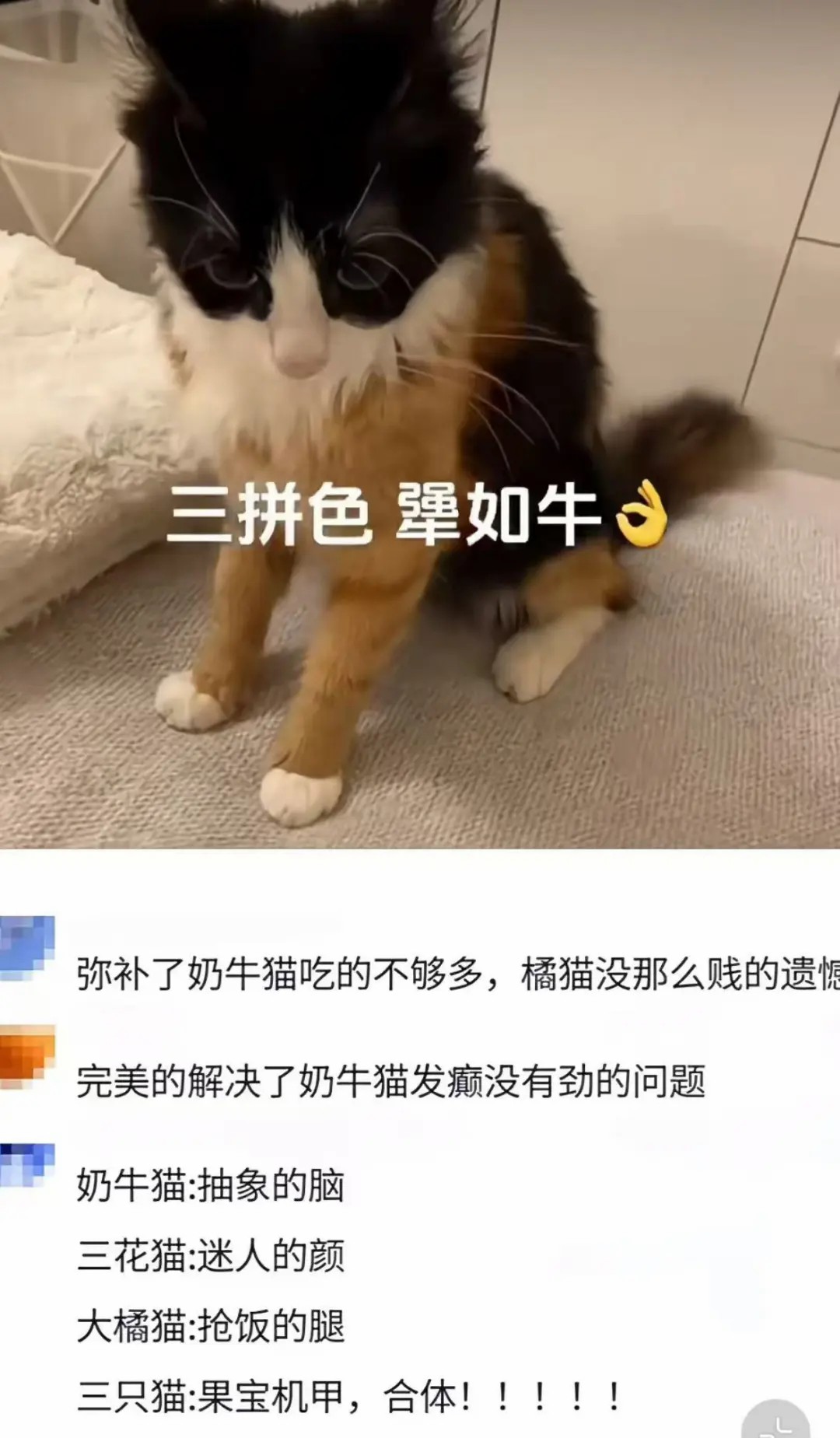 三拼色，犟如牛