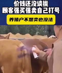 这位二道贩子太可恶，当牛市养殖户还没与女子谈拢价格交易时，该女子却拿着喷粉工具强
