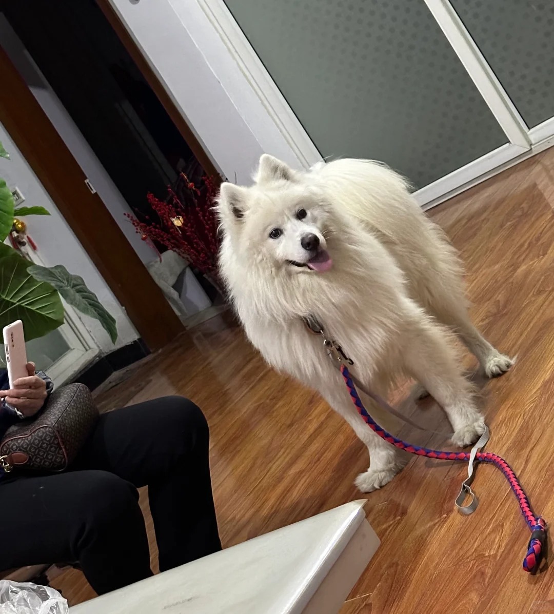 我的狗丢了，我妈把别人家的狗带回家
我的萨摩耶叫棉棉p2，去年11月自己带着牵引