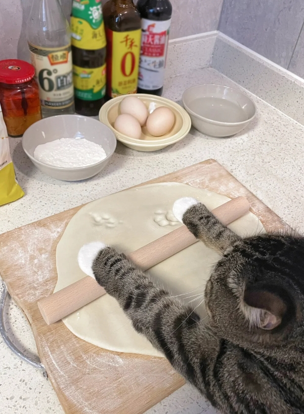 养猫有啥用？