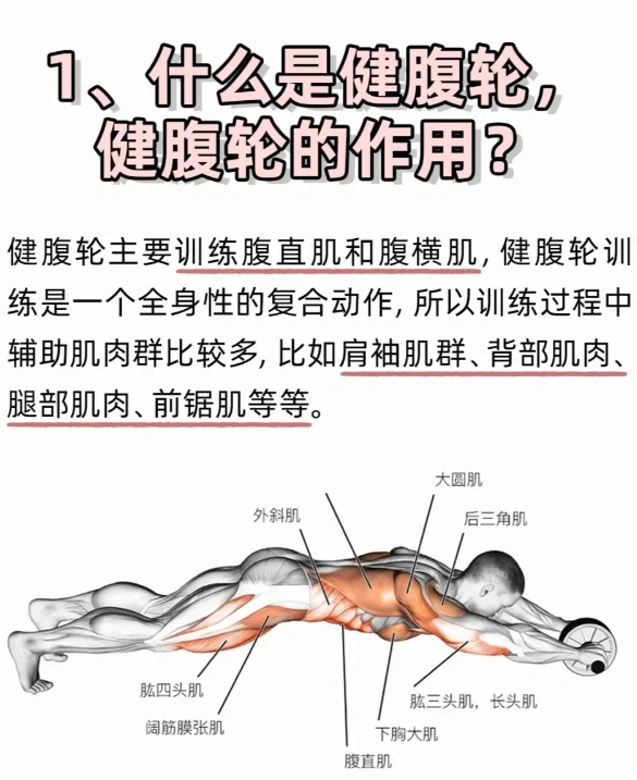 健腹轮锻炼方法
