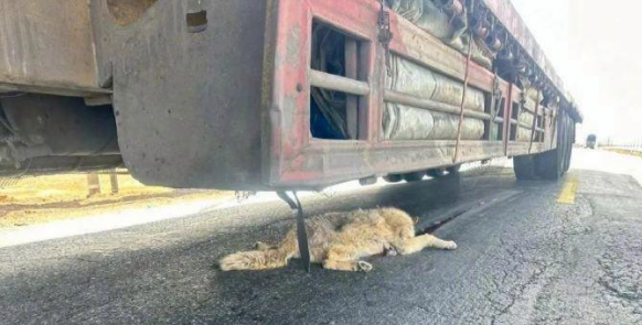 生于忧患，死于安乐！“可可西里网红狼”被轧死，官方：长期投喂丧失警觉性